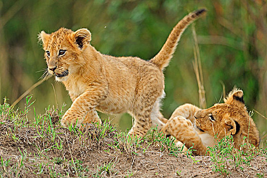 狮子,玩耍,幼兽,马赛马拉国家保护区,肯尼亚,非洲