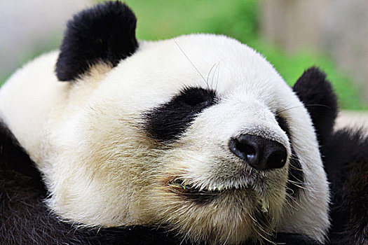 睡觉,熊猫