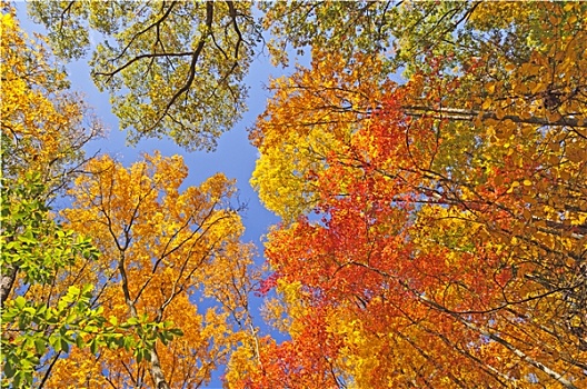 秋天,彩色,林冠层