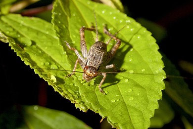 蟋蟀图片_蟋蟀高清图片_全景视觉