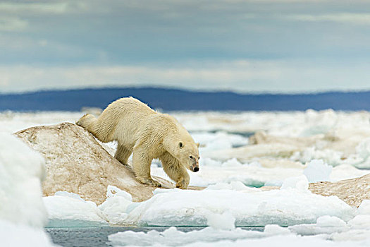加拿大,努纳武特,领土,幼兽,北极熊,走,冰袋,冰冻,海峡,靠近,北极圈,哈得逊湾
