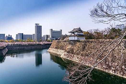 春天日本大阪城公园樱花盛开