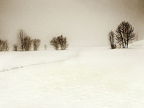 雪,遮盖,风景,树,脚印,模糊,白天