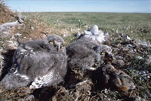 雪鹄,雪鸮,幼禽,苔原,鸟窝,死,北极国家野生动物保护区,阿拉斯加