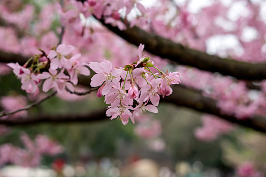 樱花