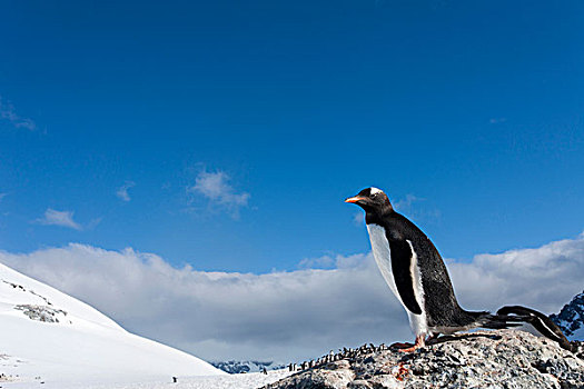 南极,岛屿,巴布亚企鹅,站立,空,石头,积雪,栖息地