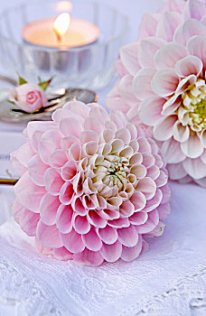 粉色,大丽花,花,躺着,蕾丝桌布,正面,蜡烛,玫瑰花蕾