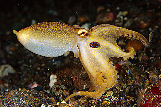 章鱼,印度尼西亚