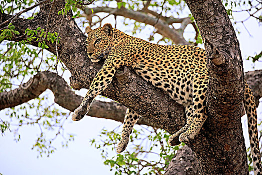 豹,成年,树上,专注,看,沙子,禁猎区,克鲁格国家公园,南非,非洲