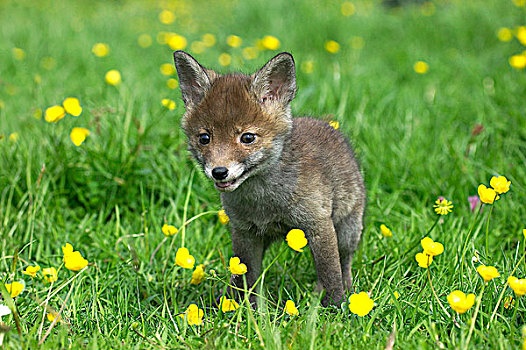 红狐,狐属,幼仔,站立,花,诺曼底