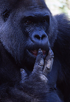 照片,大猩猩,非洲