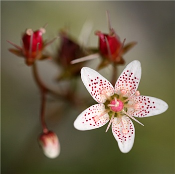 特写,漂亮,花