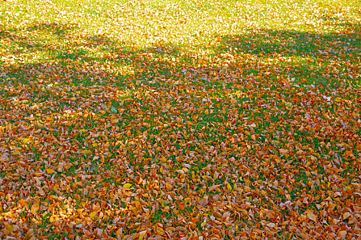 阳光下秋日的落叶在草地上洒满