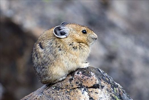 休息,鼠兔,碎石,地点,班芙国家公园,艾伯塔省,加拿大