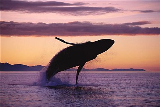 驼背鲸,鲸跃,日落,合成效果