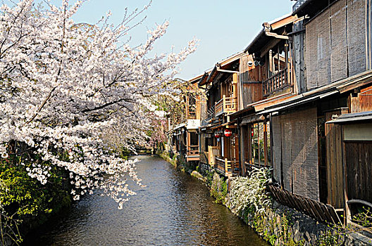 樱花,传统,地区,京都,日本,亚洲