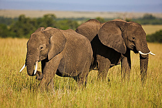一对,非洲象,放牧,高草,马赛马拉,肯尼亚