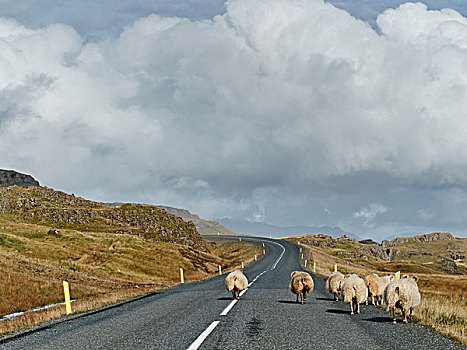 绵羊,乡村道路,冰岛