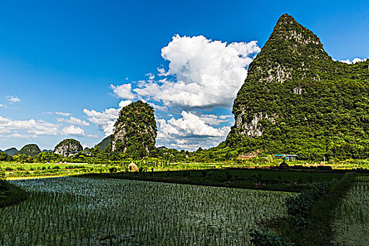 美丽的田野