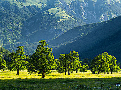 山脉,奥地利,格罗塞尔,大槭树,树,枫树,著名,山谷,提洛尔,大幅,尺寸