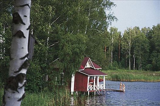 桦树,树林,湖,木质,屋舍,芬兰,斯堪的纳维亚,欧洲
