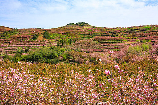 山野,樱花,烂漫