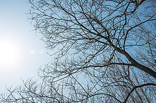 冬季的蓝天和树枝