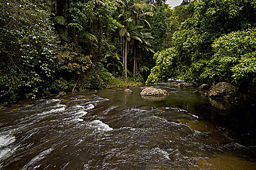 河,流动,雨林,昆士兰,澳大利亚