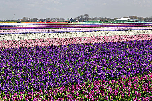 农田,荷兰