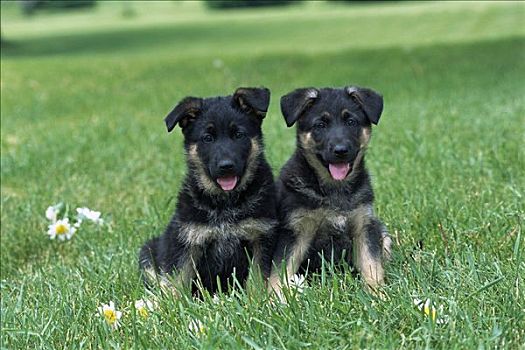 德国牧羊犬,狗,肖像,两个,小狗,坐,一起,青草