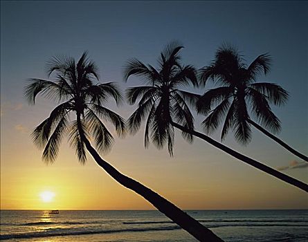 剪影,棕榈树,海滩