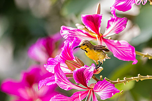 花蜜鸟