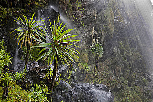 瀑布,攀升,鲁文佐里山,乌干达
