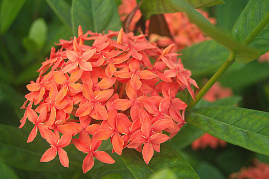 龙船花