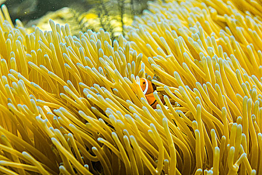 Nemo