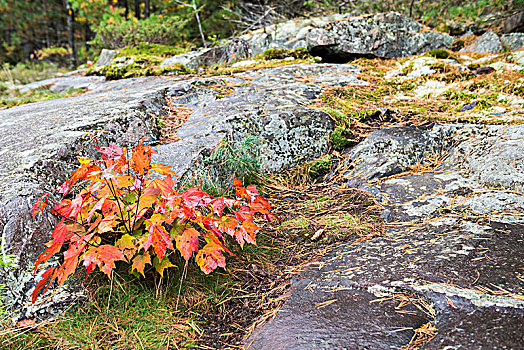 特写,年轻,枫树,植物,红叶,石头,地面,基拉尼省立公园,安大略省,加拿大