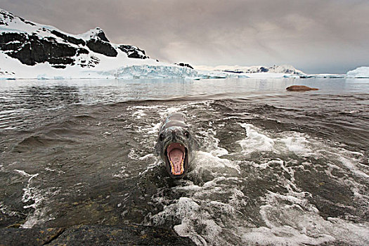 南极,岛屿,海豹,牙齿,石头,靠近,企鹅,栖息地