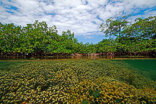 珊瑚,红树,美国红树,海洋,国家公园,博卡斯德尔托罗,巴拿马