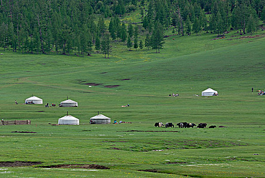 蒙古,夏天,露营,游牧,牧群,牦牛,圆,帐篷,蒙古包,茂密,绿色,草地,靠近,自然,自然保护区,亚洲