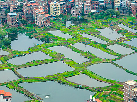 广西梧州,蔬菜鱼塘经济,促进农民增收