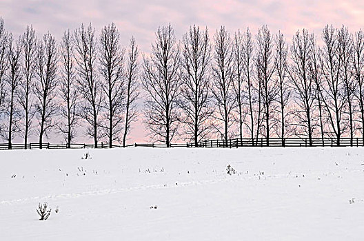 冬季风景,排,大树,日落