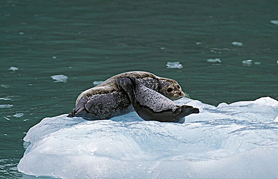 斑海豹,女性,幼仔,站立,冰,加拿大
