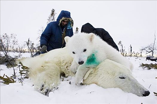 北极熊,3-4岁,老,幼兽,醒,麻醉,嘴唇,纹身,研究人员,脆弱,瓦普斯克国家公园,曼尼托巴,加拿大