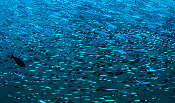 水下视角,鱼群,印度洋,马尔代夫