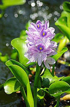 水葫芦花