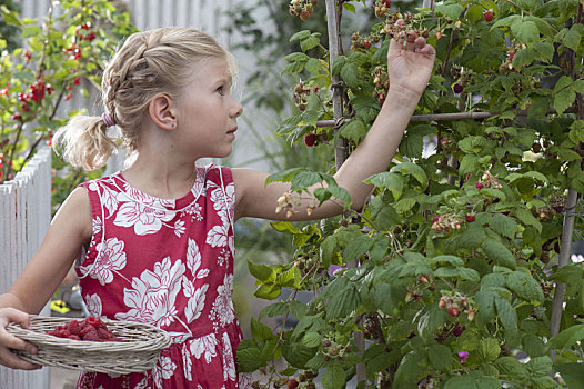女孩,收获,树莓,悬钩子属植物,桶