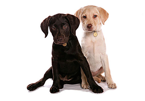 家犬,巧克力,黄色拉布拉多犬,两个,小狗,项圈,坐