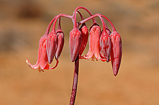 穗,花序,格格普自然保护区,纳马夸兰,南非,非洲