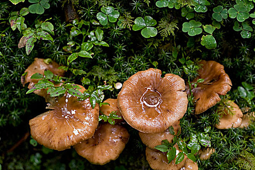 蘑菇,萨尔茨堡,奥地利