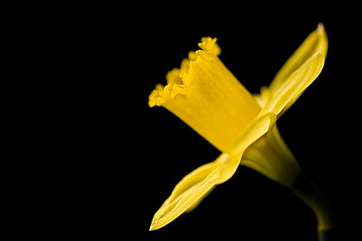黄色,水仙花